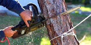Tree and Shrub Care in Dayton, VA